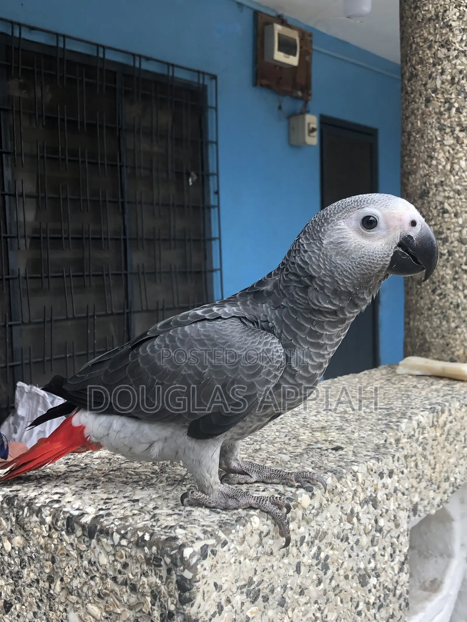 Ash and Red Parrot