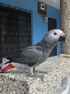 Ash and Red Parrot