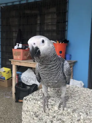 Ash and Red Parrot