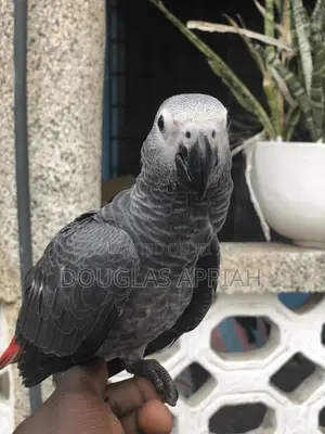 Ash and Red Parrot