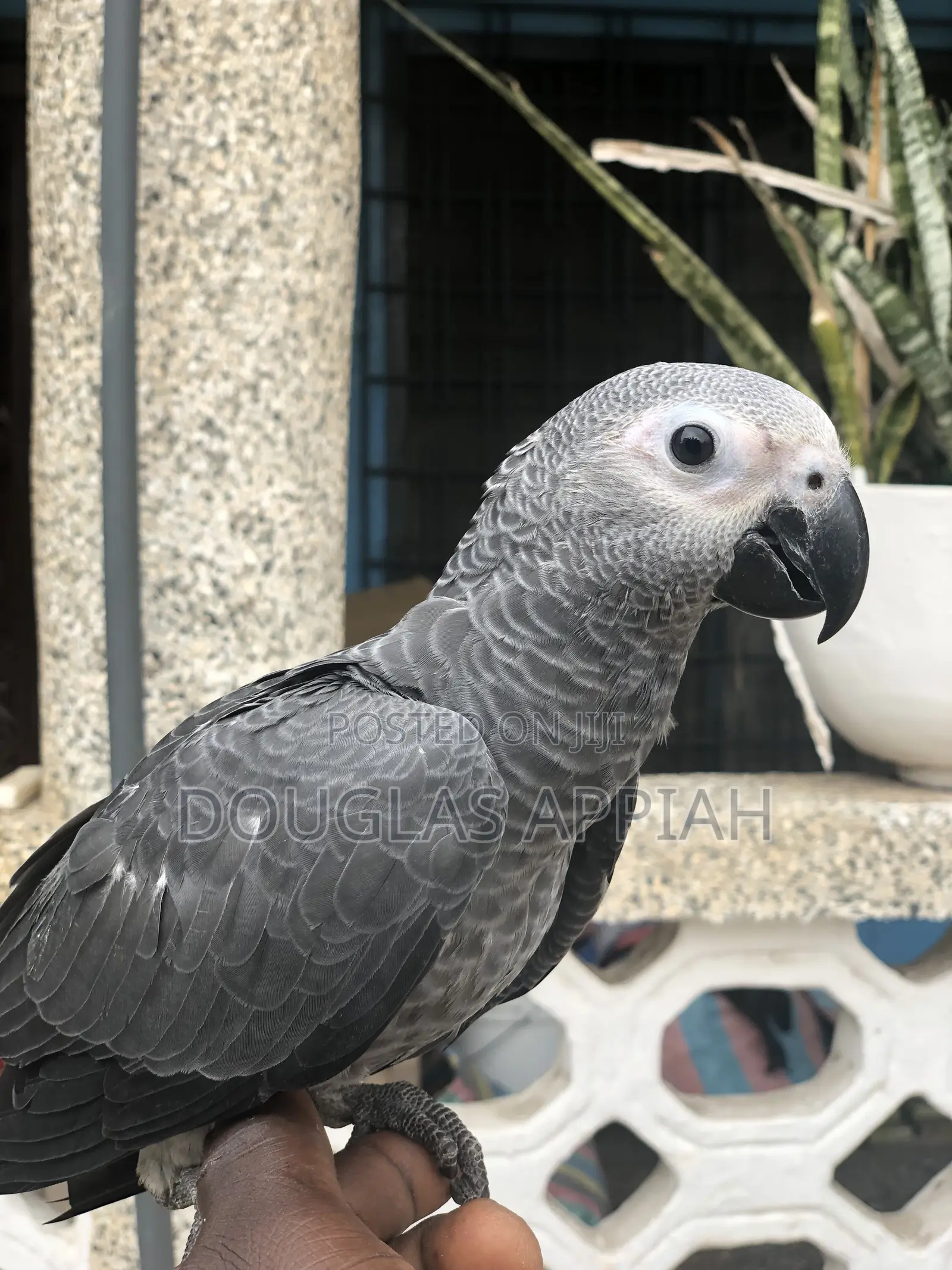 Ash and Red Parrot