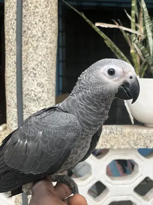 Ash and Red Parrot