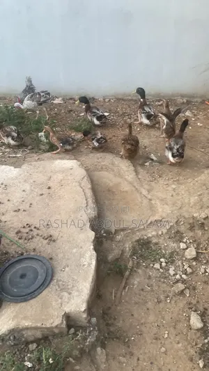 Birds Farmer