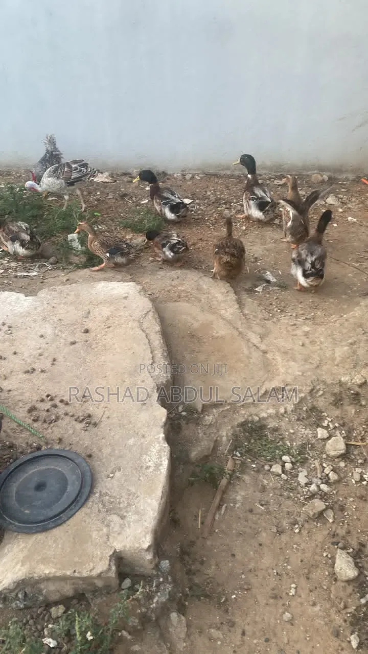 Birds Farmer