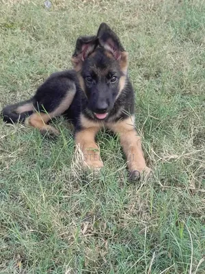 1-3 months Male Purebred German Shepherd