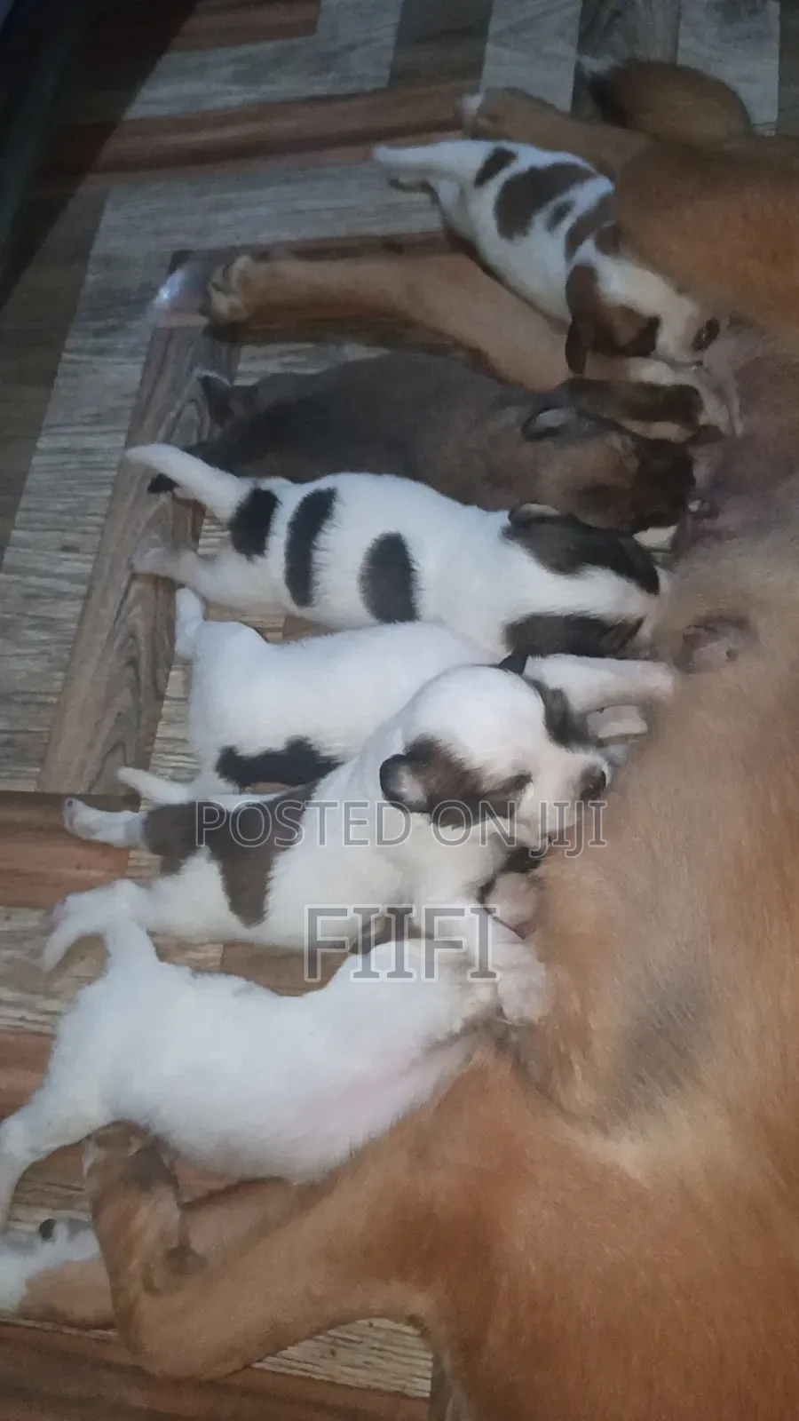1-3 months Male Purebred German Shepherd