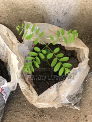*Prekese Seedlings for Sale - Accra*