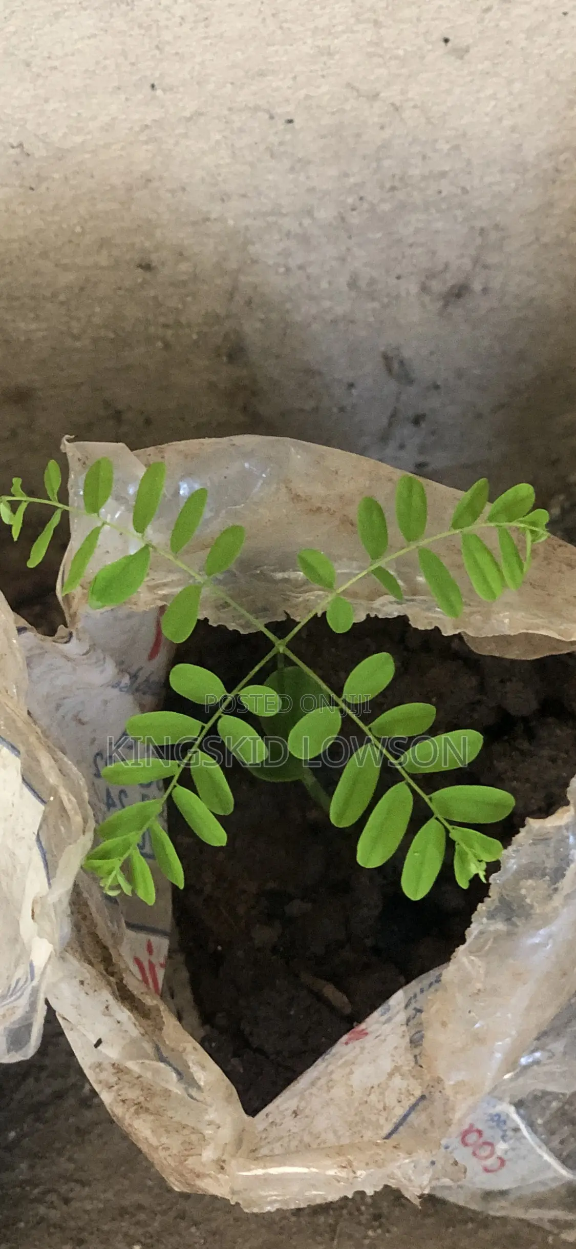 *Prekese Seedlings for Sale - Accra*