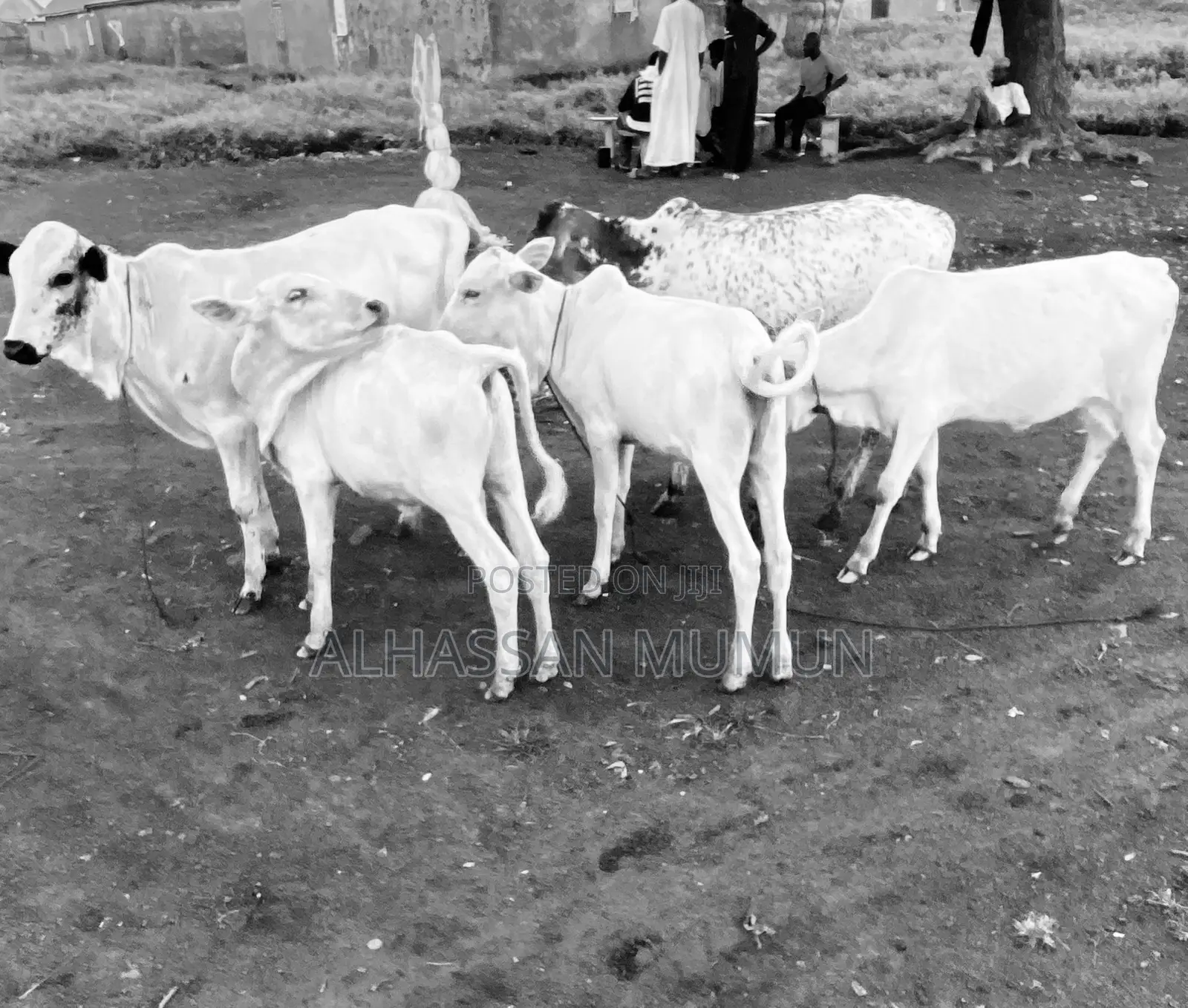 Afa Alhassan Healthy Farm Animal