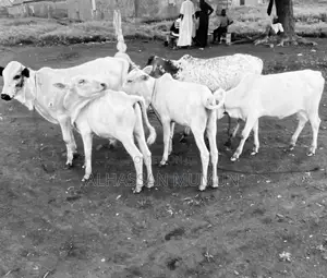 Afa Alhassan Healthy Farm Animal