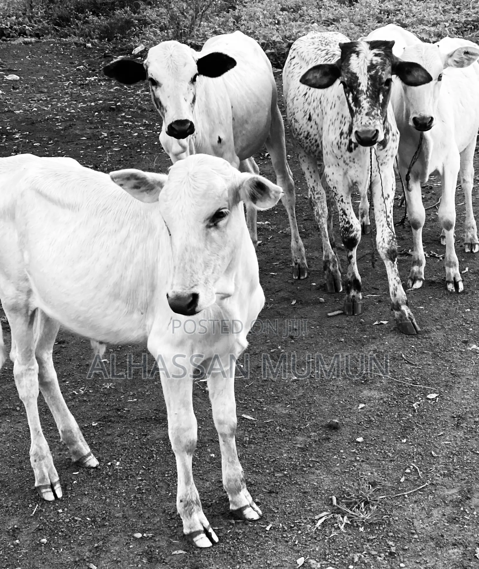 Afa Alhassan Healthy Farm Animal
