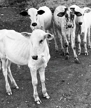 Afa Alhassan Healthy Farm Animal