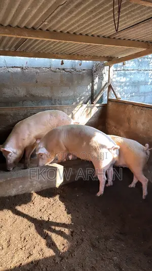 PORK GHETTO- Pig Farming