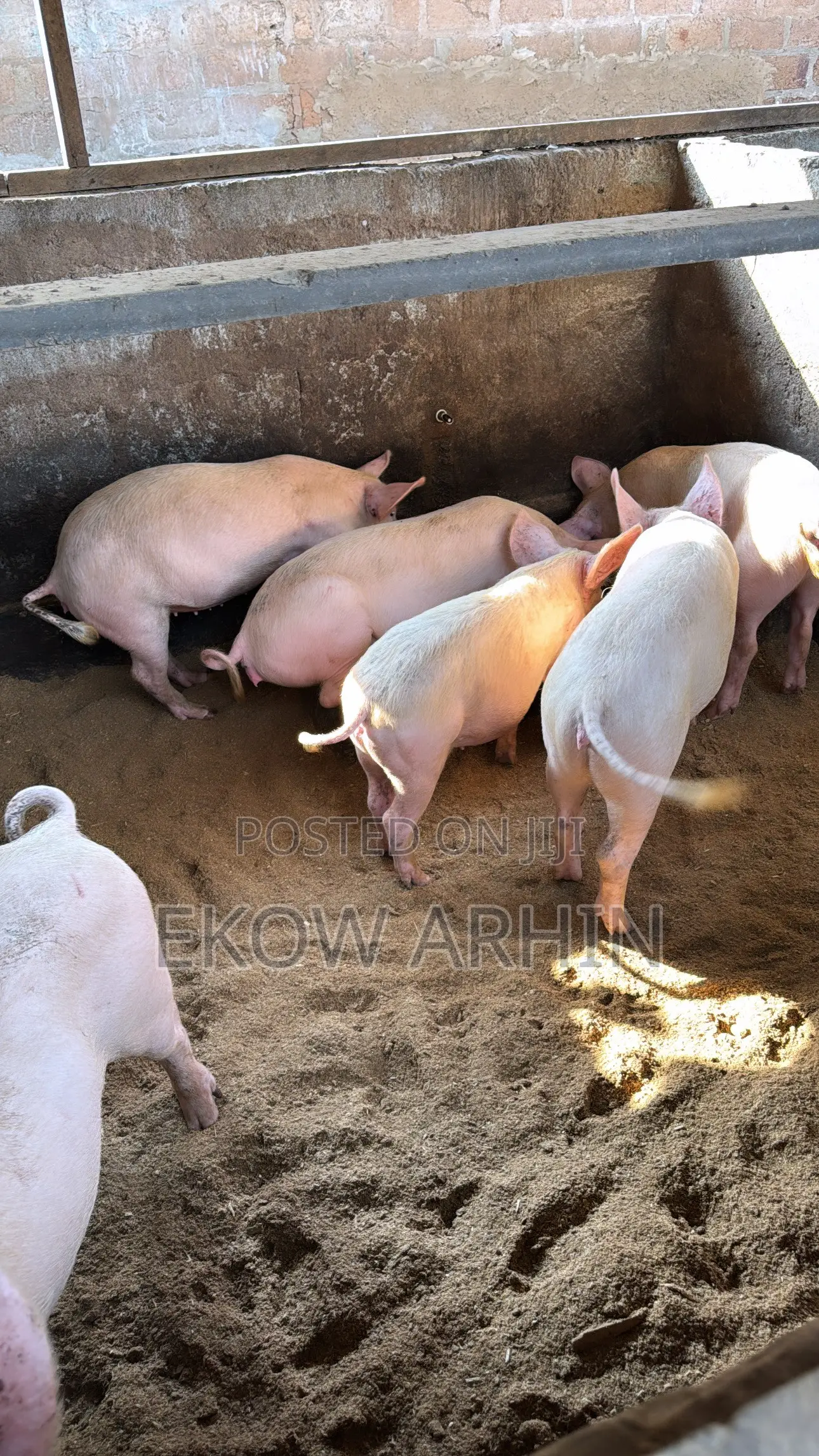 PORK GHETTO- Pig Farming