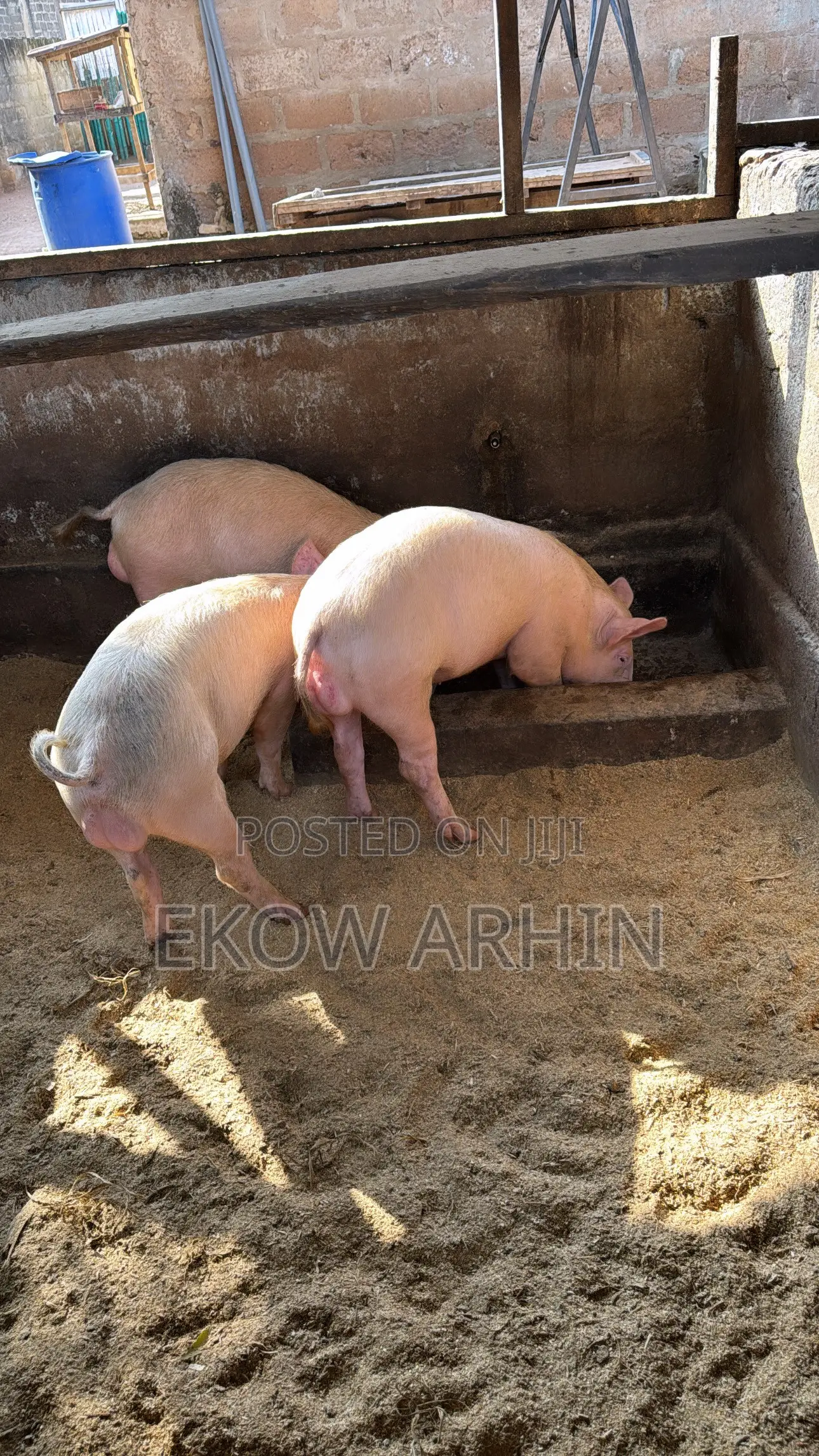 PORK GHETTO- Pig Farming