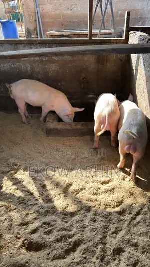 PORK GHETTO- Pig Farming