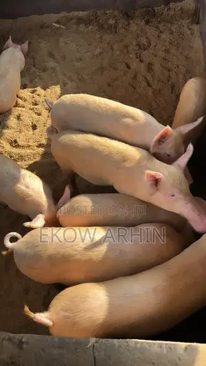 PORK GHETTO- Pig Farming