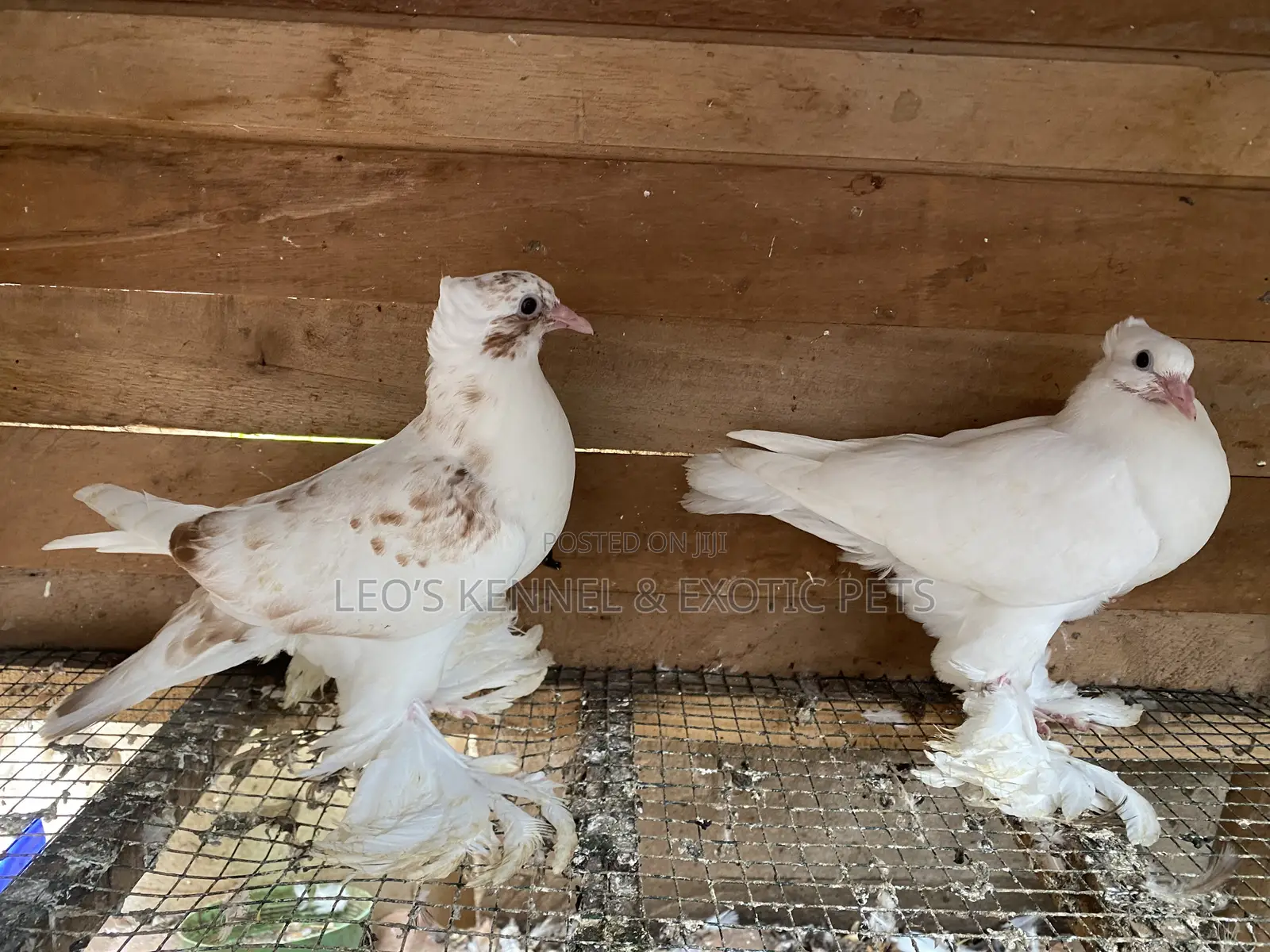 Indian Loton Pigeons