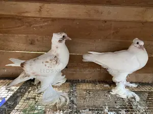 Indian Loton Pigeons