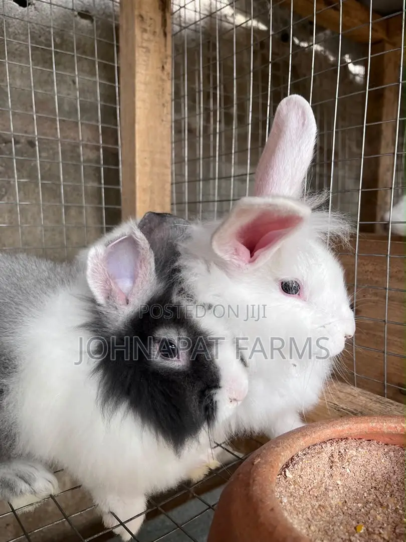 Pet Rabbits