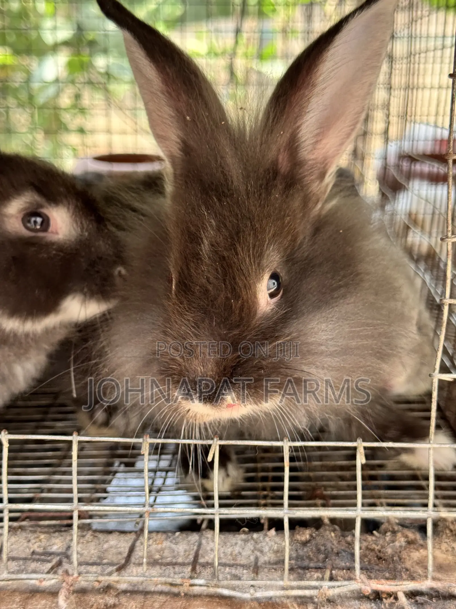 Pet Rabbits