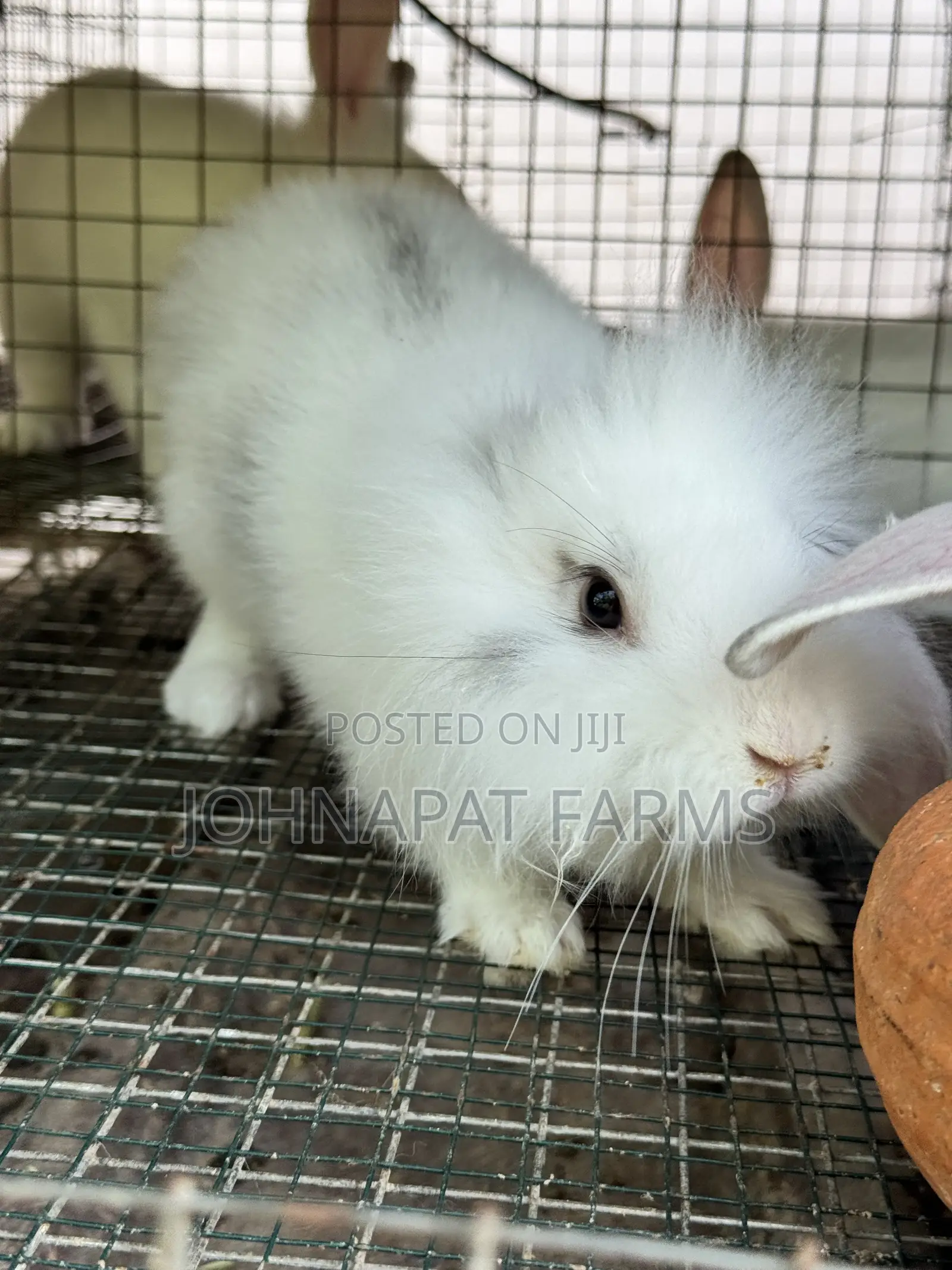 Pet Rabbits