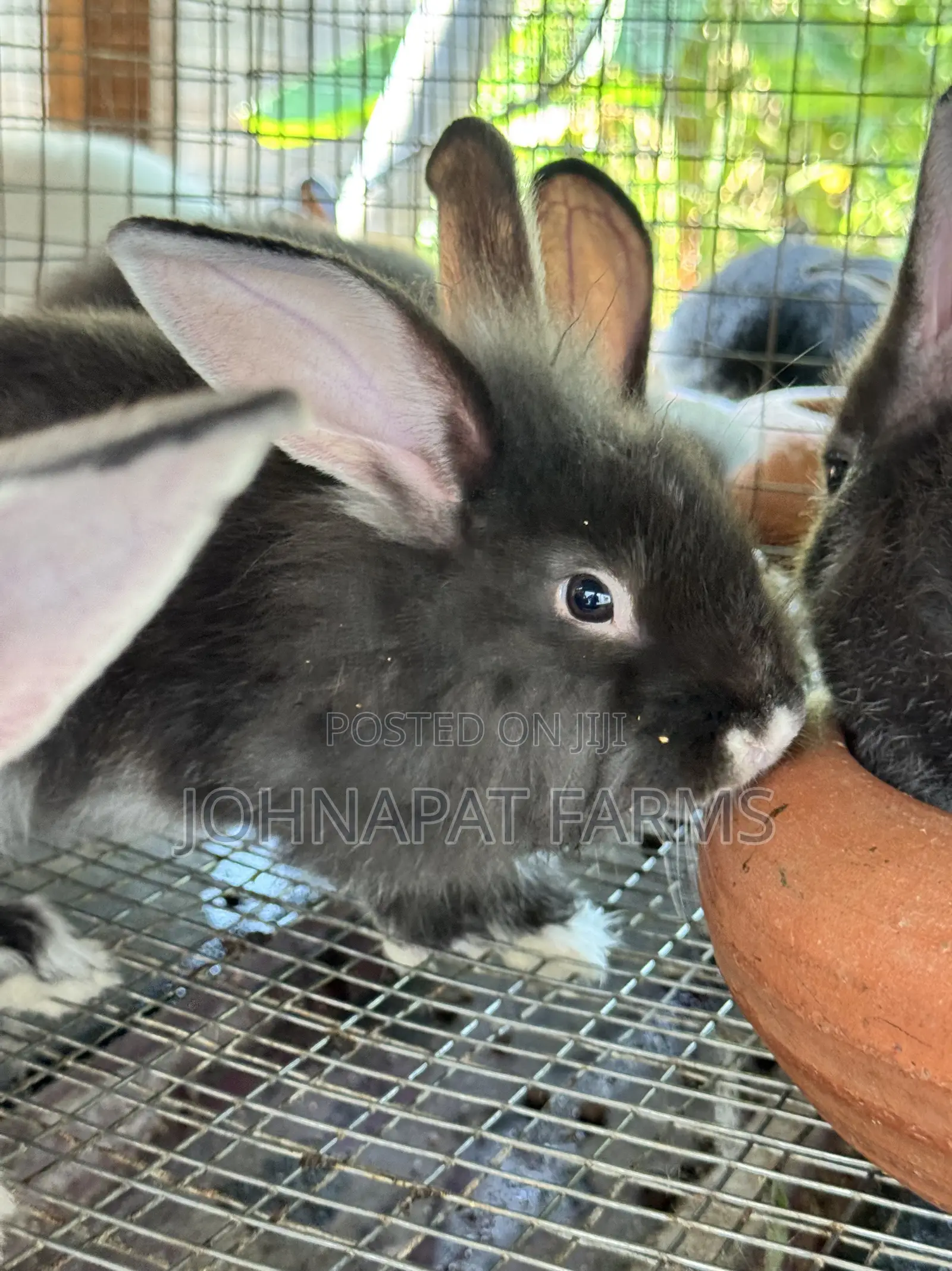 Pet Rabbits