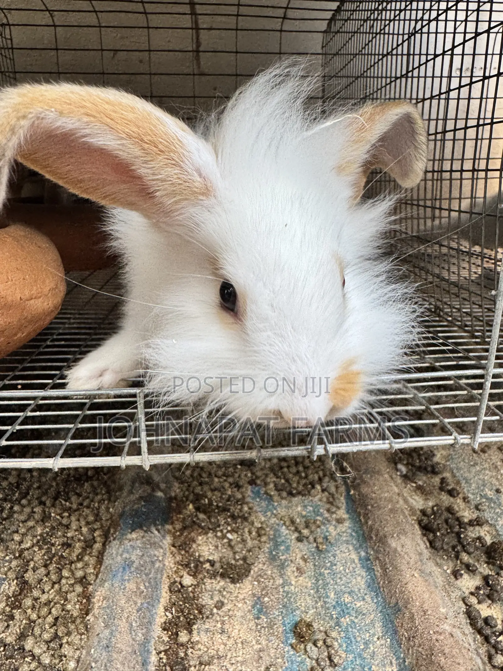 Pet Rabbits