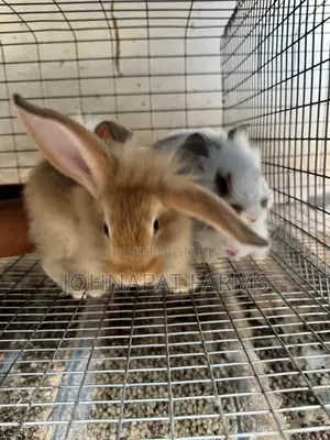 Pet Rabbits