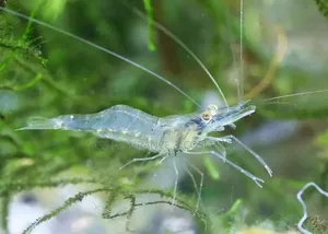 Shrimps for Aquarium