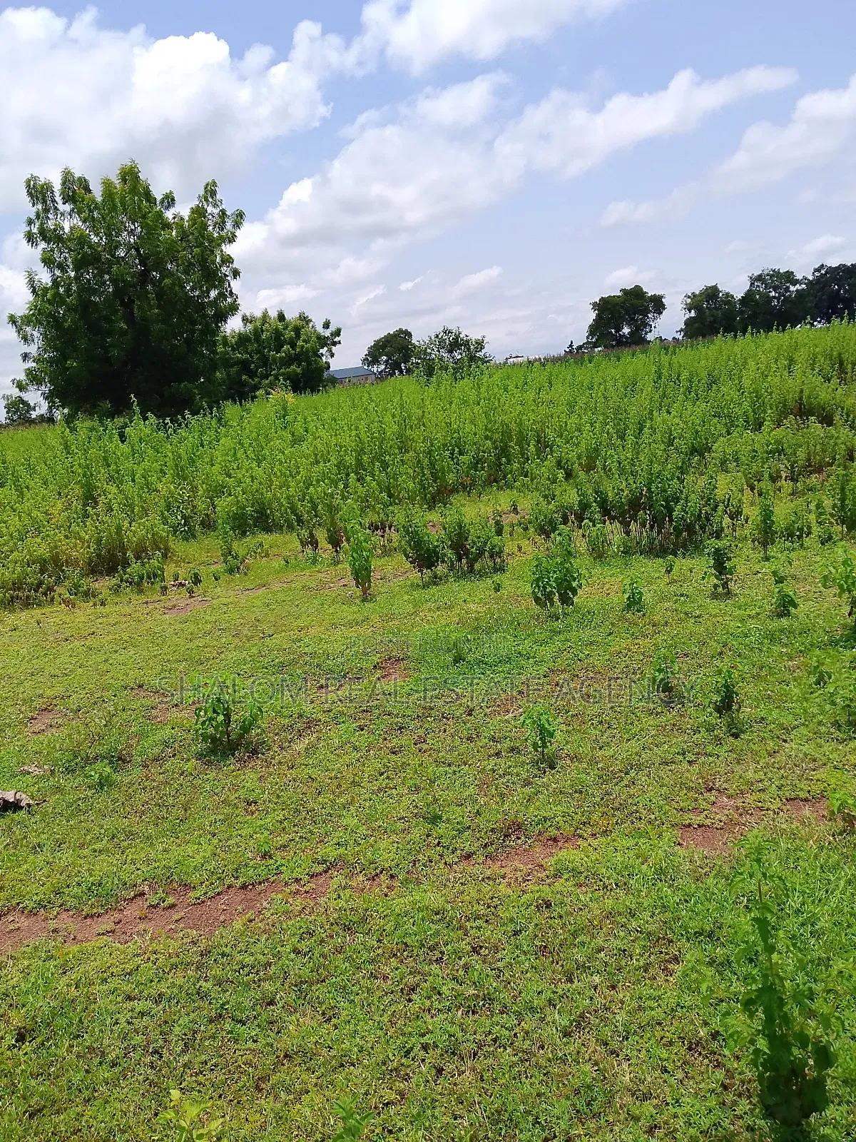Plots at Jontong-Jangyili for Sale