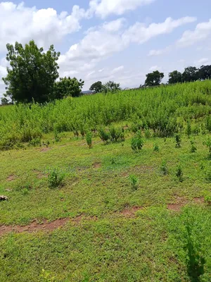 Plots at Jontong-Jangyili for Sale