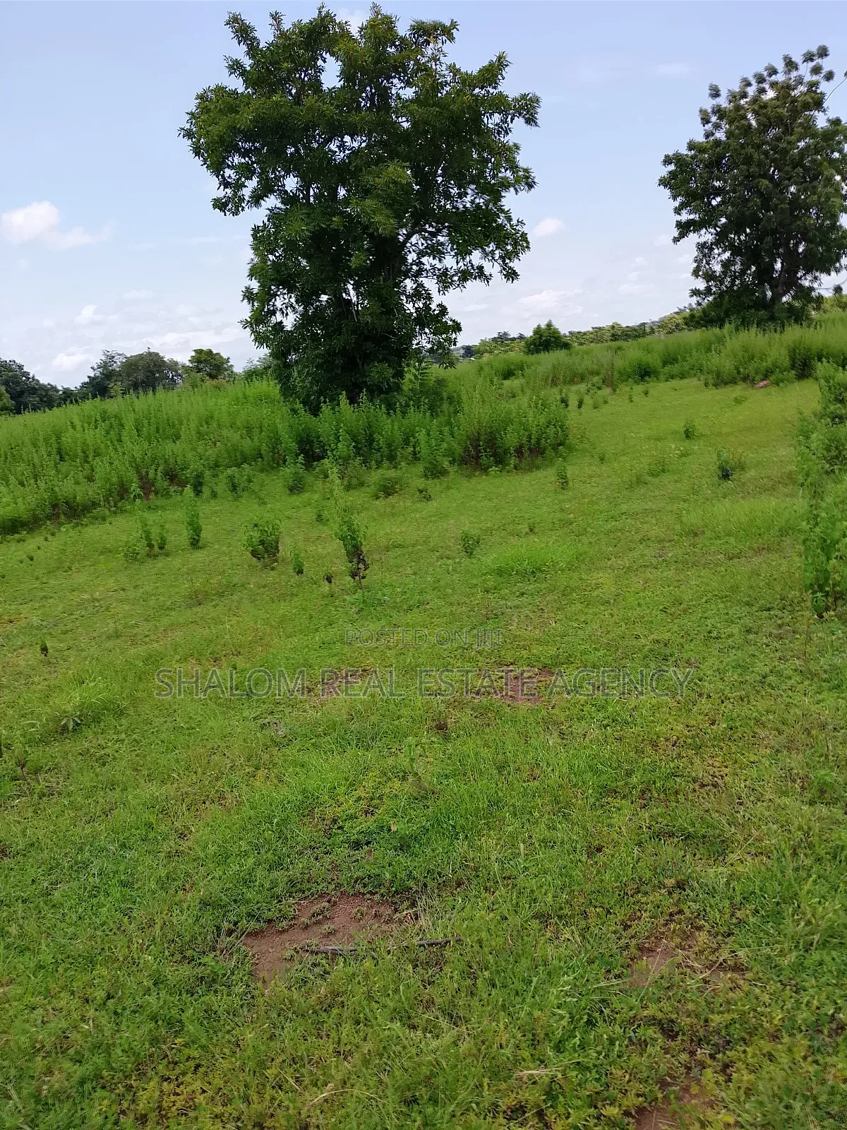 Plots at Jontong-Jangyili for Sale