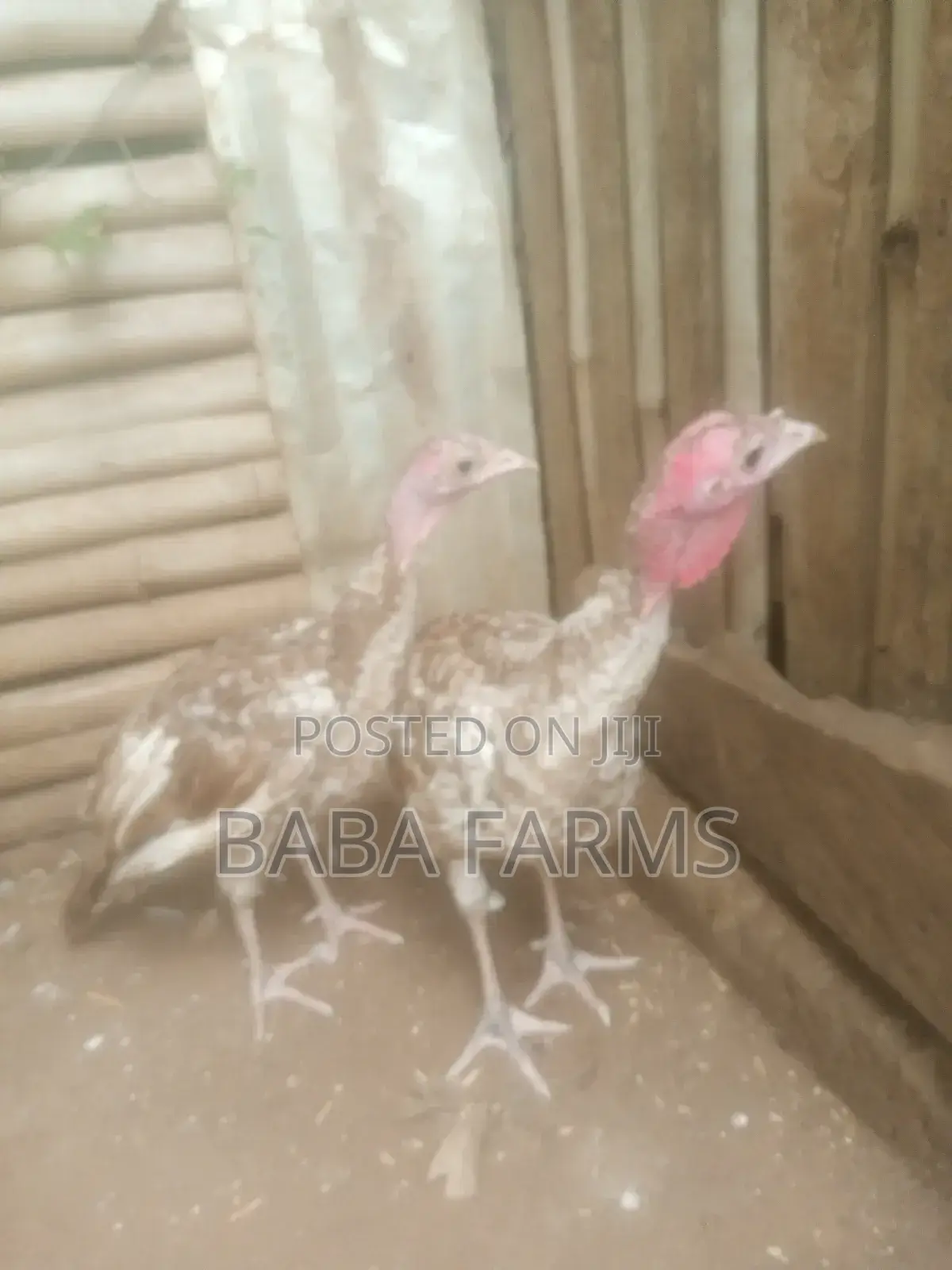 Bourbon Red Turkeys