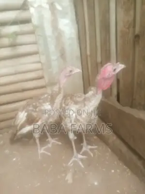 Bourbon Red Turkeys
