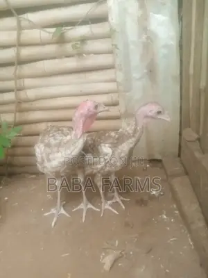 Bourbon Red Turkeys