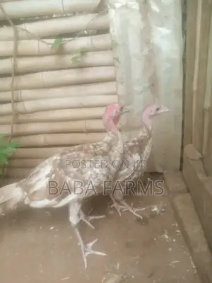 Bourbon Red Turkeys
