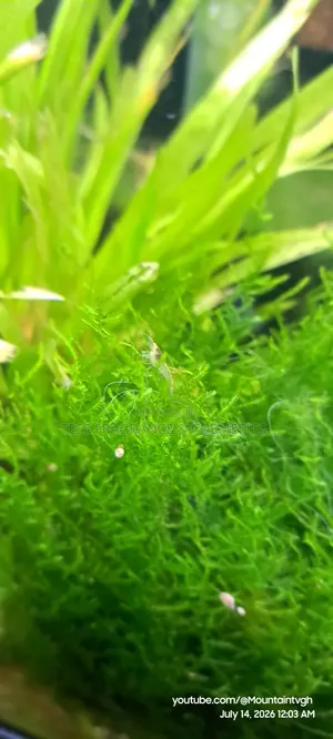 Java Moss Plant