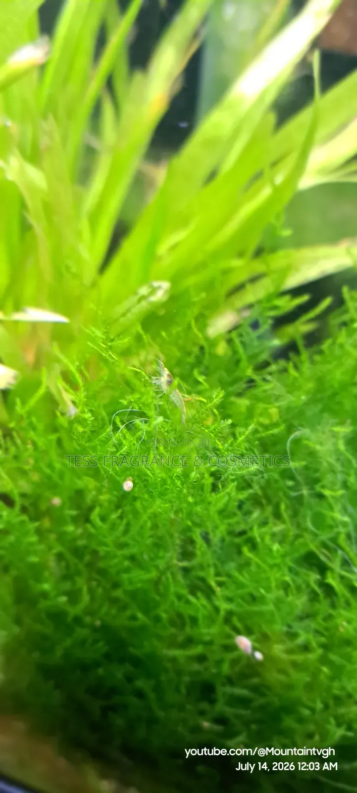 Java Moss Plant