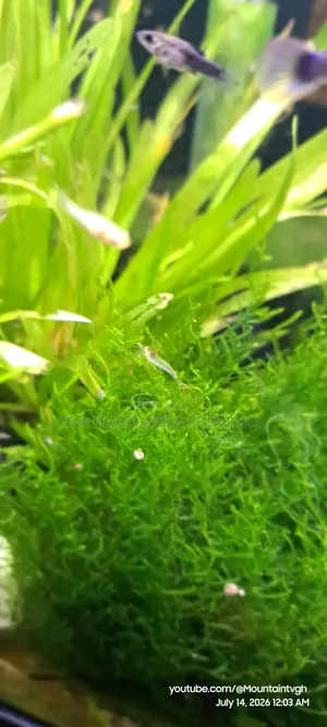 Java Moss Plant
