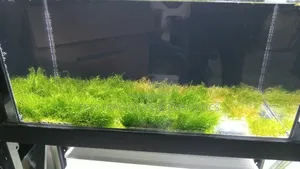 Java Moss Plant