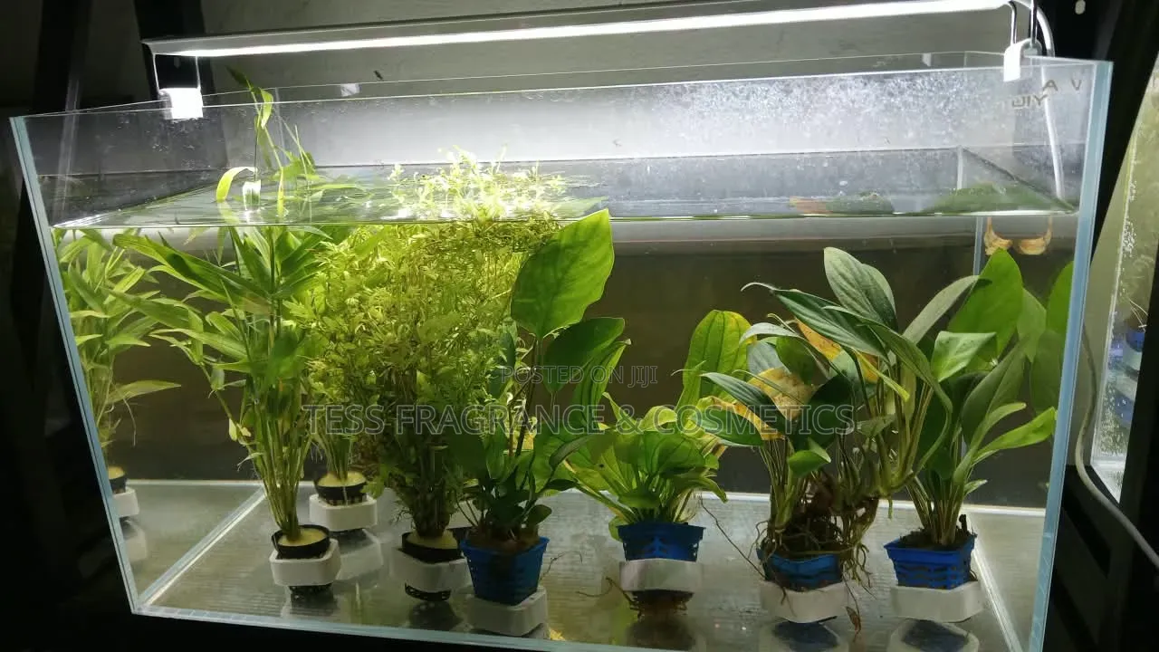 Java Moss Plant