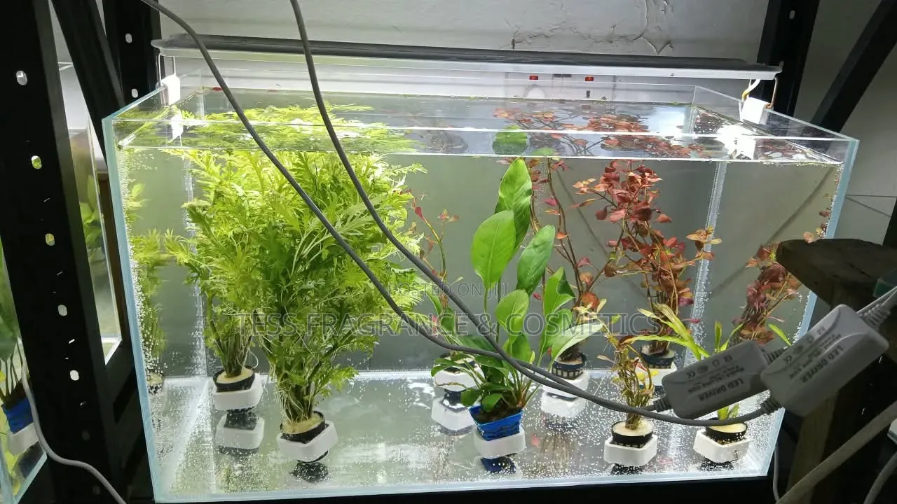 Java Moss Plant