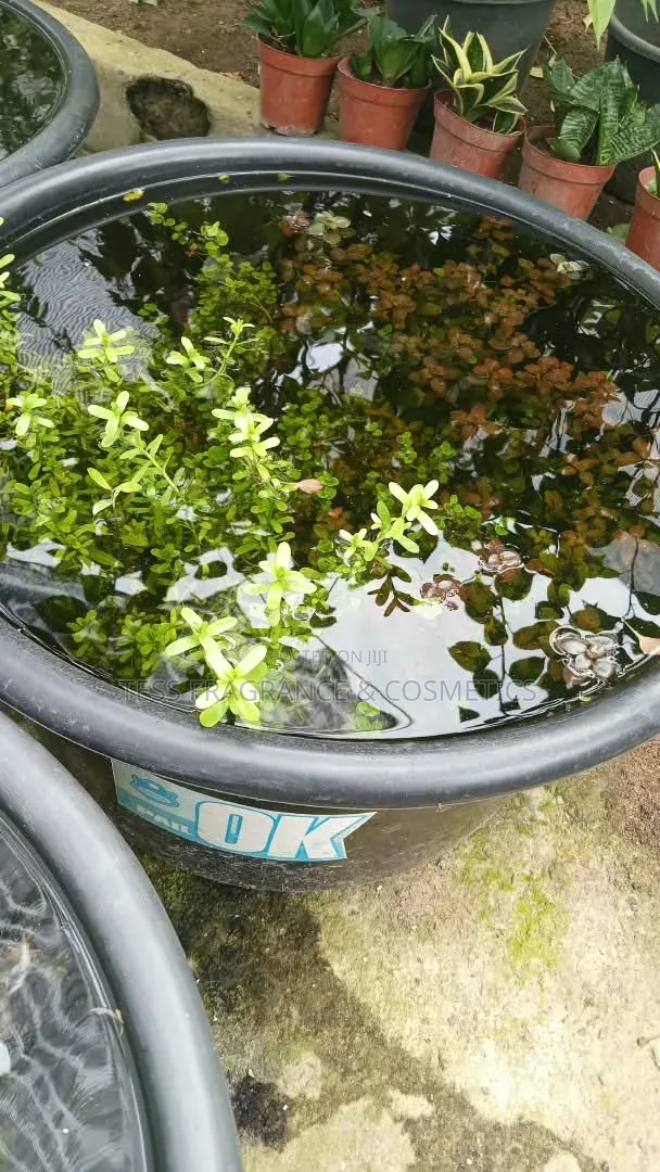 Java Moss Plant
