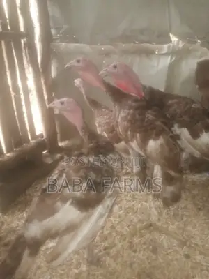 Bourbon Red or Brown Turkeys