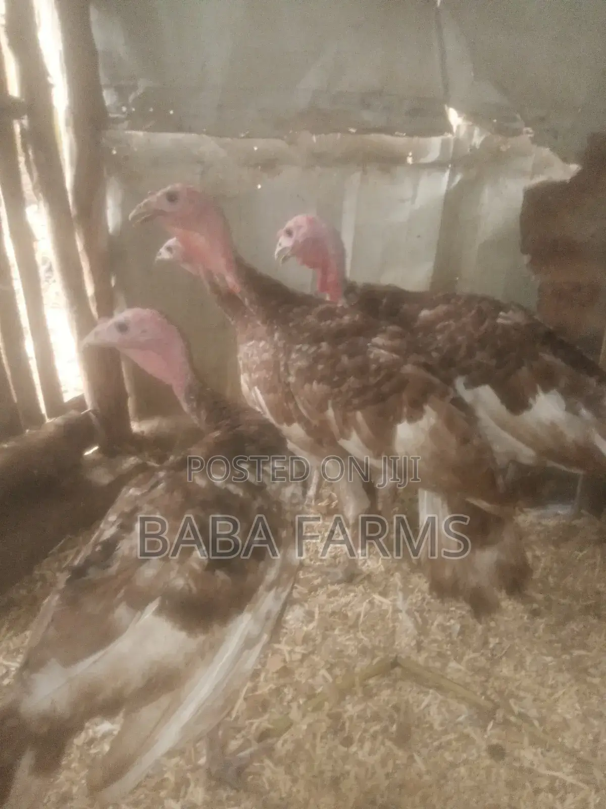 Bourbon Red or Brown Turkeys
