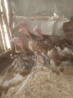 Bourbon Red or Brown Turkeys