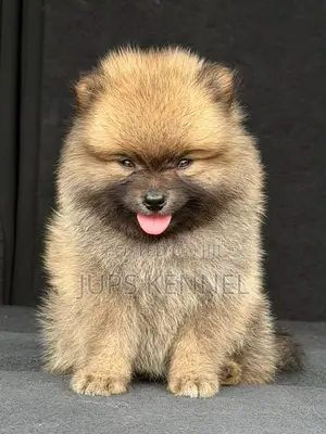 1-3 months Male Purebred Pomeranian