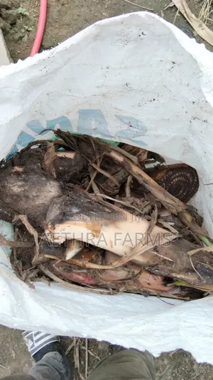 Healthy Plantain Suckers for Sale (High Yield Fast Growing)