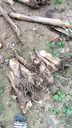 Healthy Plantain Suckers for Sale (High Yield Fast Growing)